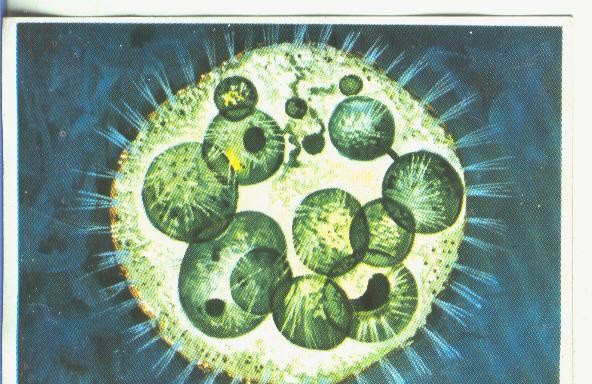 Cromos: Historia Natural numero 344