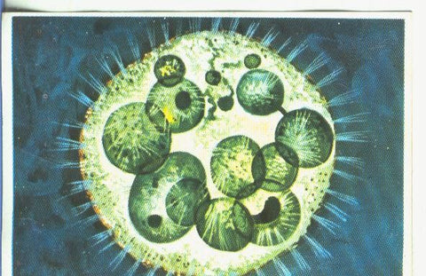 Cromos: Historia Natural numero 344