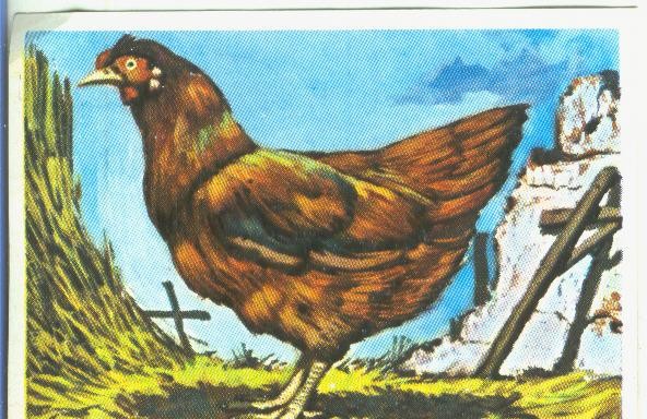 Cromos: Historia Natural numero 345