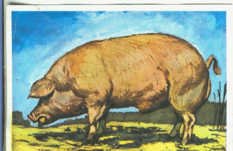 Cromos: Historia Natural numero 347