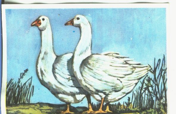 Cromos: Historia Natural numero 348