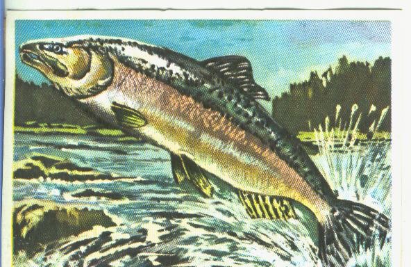 Cromos: Historia Natural numero 349