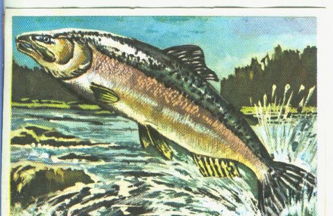 Cromos: Historia Natural numero 349