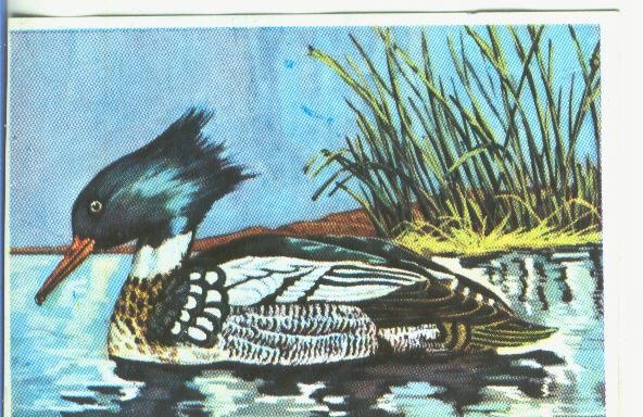 Cromos: Historia Natural numero 351
