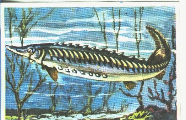 Cromos: Historia Natural numero 352