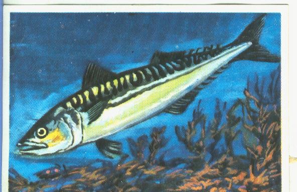 Cromos: Historia Natural numero 356