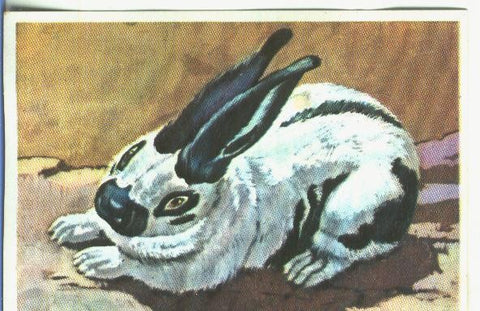 Cromos: Historia Natural numero 358