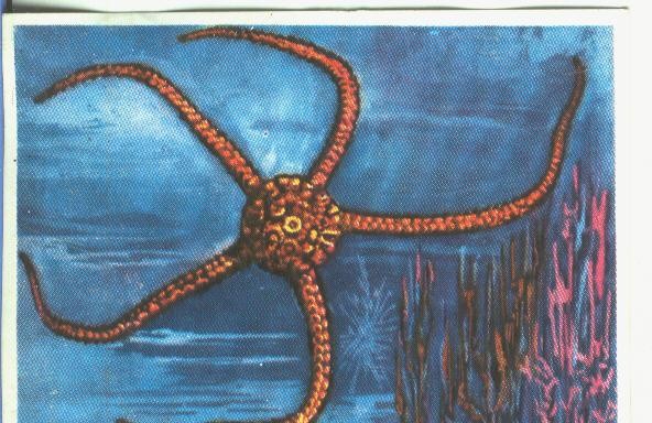 Cromos: Historia Natural numero 361