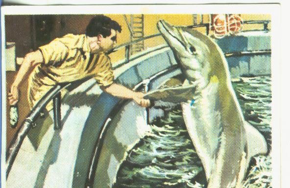 Cromos: Historia Natural numero 362