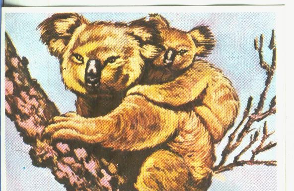 Cromos: Historia Natural numero 363