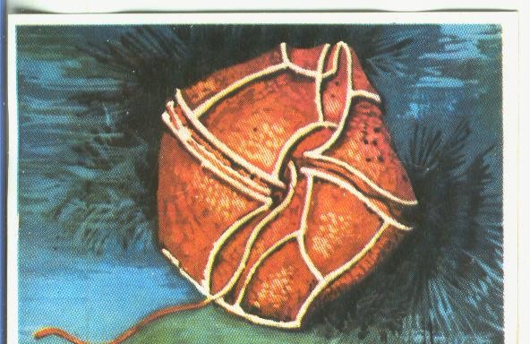 Cromos: Historia Natural numero 366