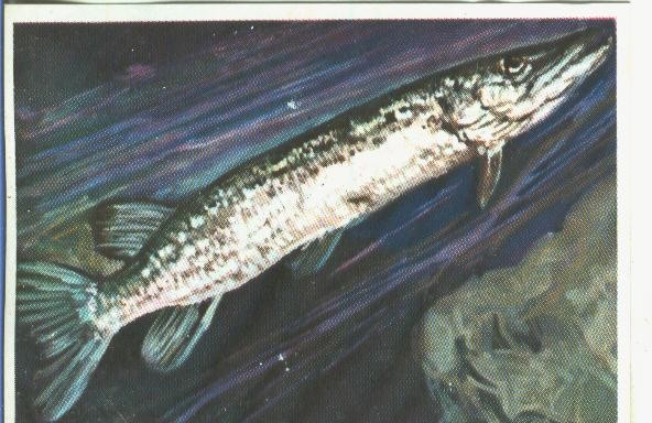 Cromos: Historia Natural numero 367