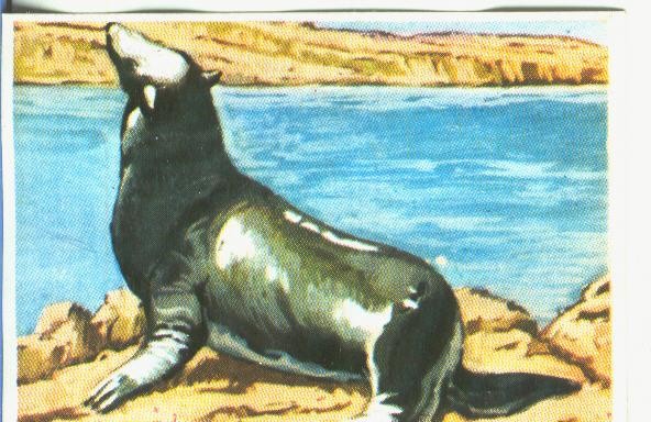 Cromos: Historia Natural numero 370