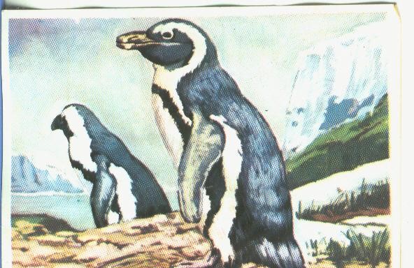 Cromos: Historia Natural numero 372