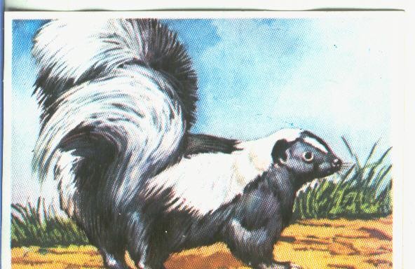 Cromos: Historia Natural numero 374