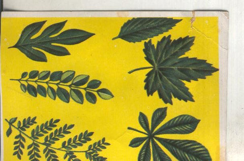 Cromos: Historia Natural numero 378