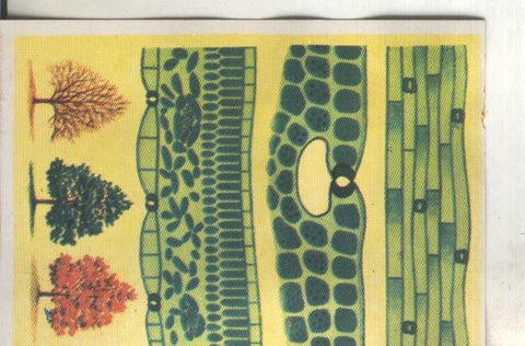 Cromos: Historia Natural numero 379