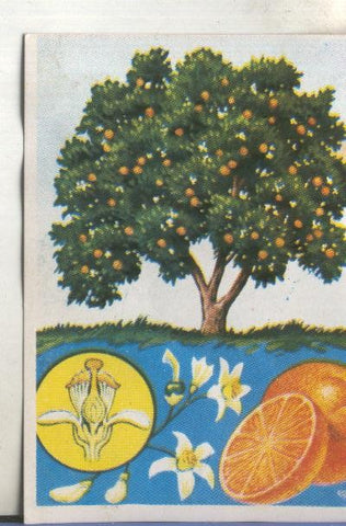 Cromos: Historia Natural numero 381