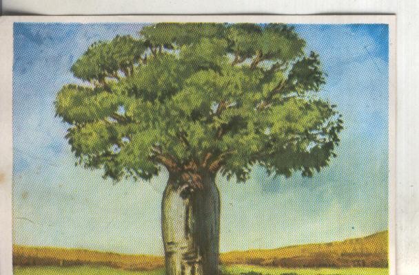 Cromos: Historia Natural numero 383