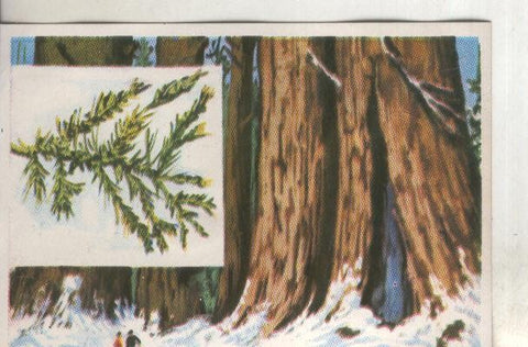 Cromos: Historia Natural numero 384