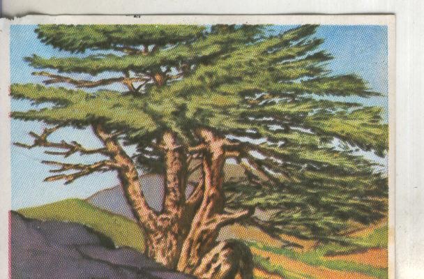 Cromos: Historia Natural numero 386