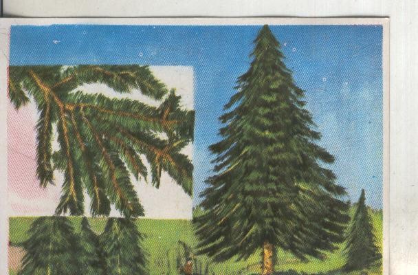 Cromos: Historia Natural numero 388