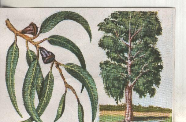 Cromos: Historia Natural numero 392