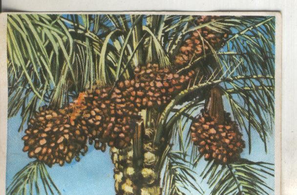 Cromos: Historia Natural numero 393