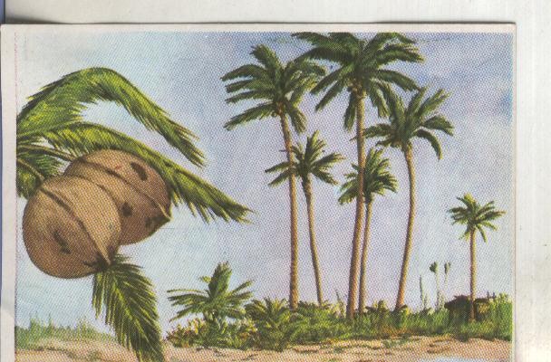 Cromos: Historia Natural numero 394