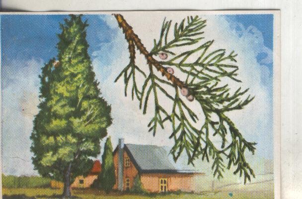 Cromos: Historia Natural numero 395