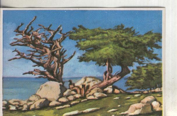 Cromos: Historia Natural numero 396