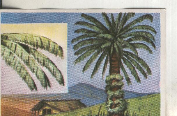 Cromos: Historia Natural numero 397