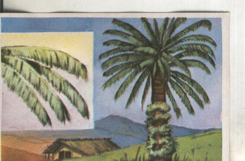 Cromos: Historia Natural numero 397