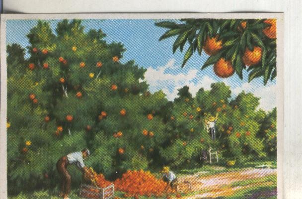 Cromos: Historia Natural numero 401