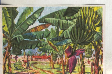 Cromos: Historia Natural numero 403