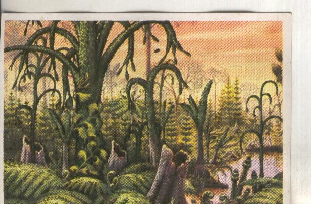 Cromos: Historia Natural numero 412