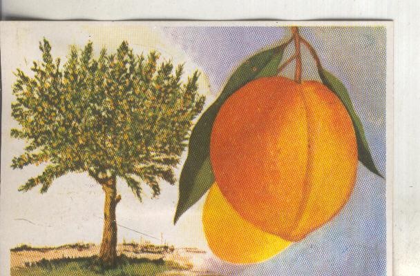 Cromos: Historia Natural numero 419