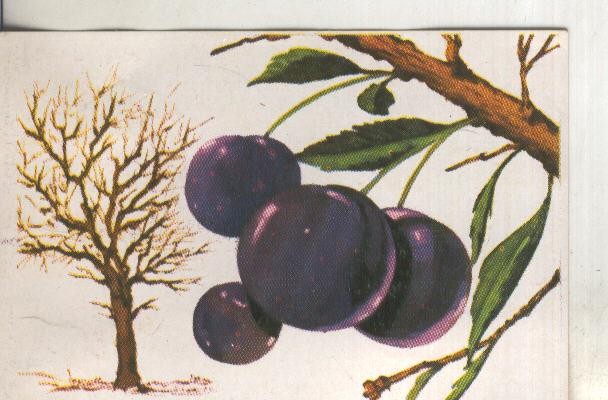 Cromos: Historia Natural numero 421
