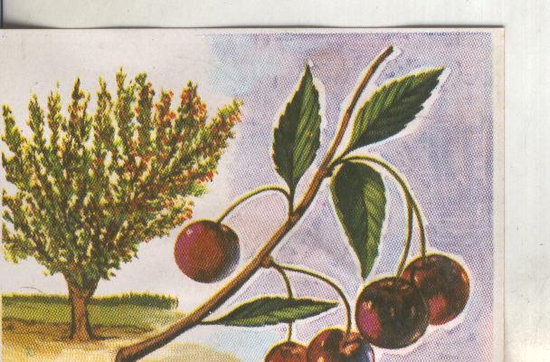 Cromos: Historia Natural numero 422
