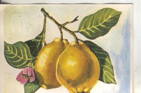Cromos: Historia Natural numero 423