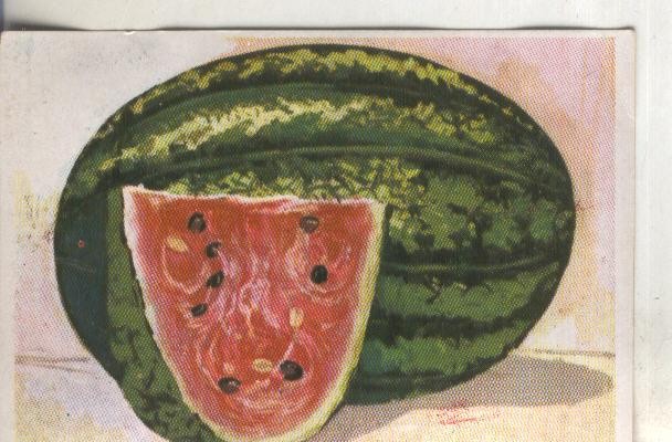 Cromos: Historia Natural numero 425