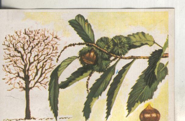 Cromos: Historia Natural numero 426