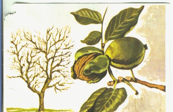 Cromos: Historia Natural numero 428