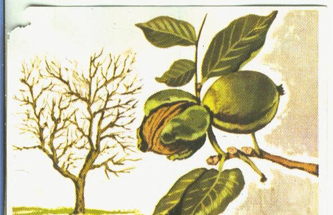 Cromos: Historia Natural numero 428
