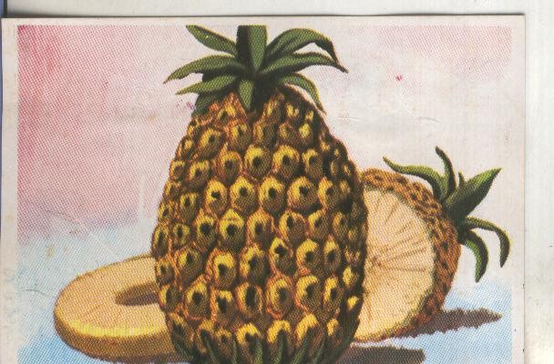 Cromos: Historia Natural numero 429