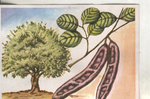 Cromos: Historia Natural numero 430