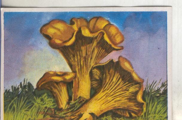 Cromos: Historia Natural numero 431