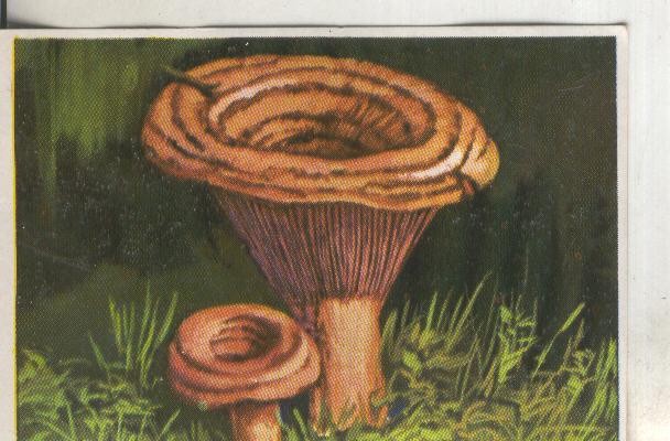 Cromos: Historia Natural numero 433