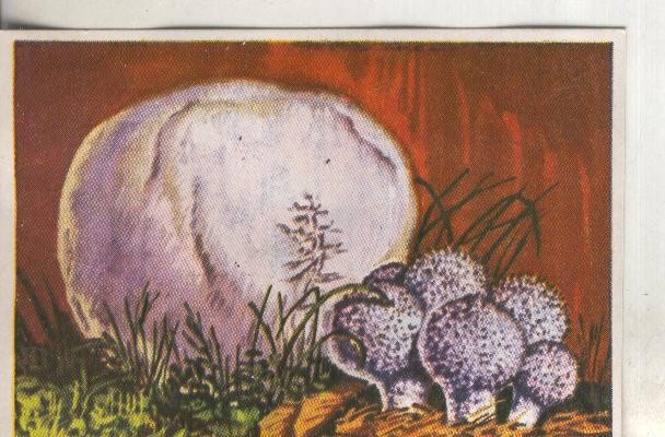 Cromos: Historia Natural numero 435