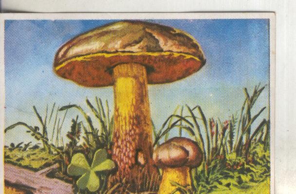 Cromos: Historia Natural numero 436